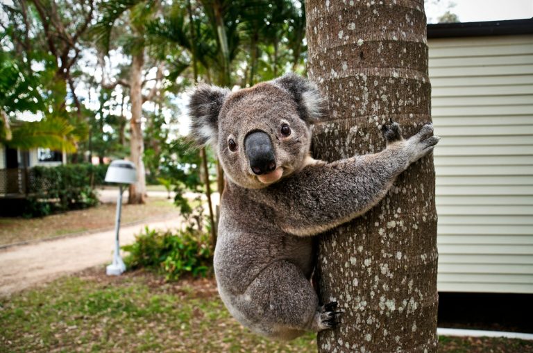 Pakket versturen Australië